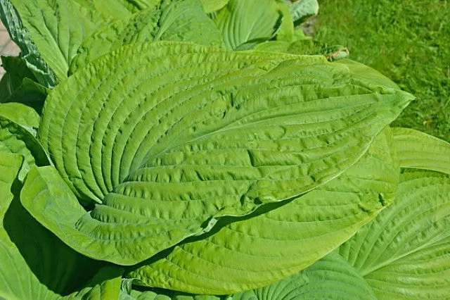 Holar Arches Park Hosta