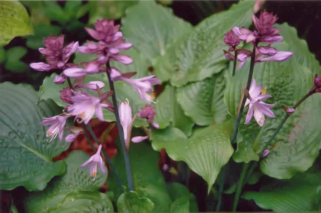 Manhattan Hosta