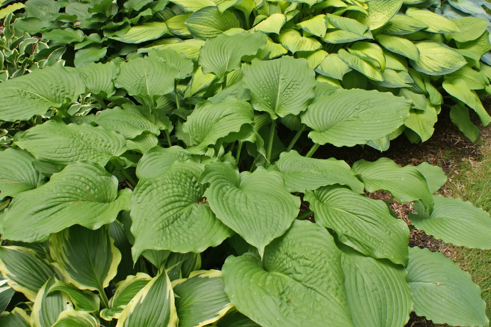 Manhattan Hosta