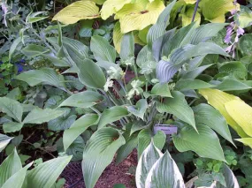 Phoenix Hosta