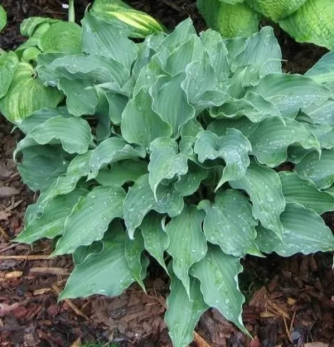 Restless Sea Hosta