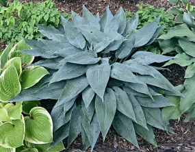 Scheherazade Hosta