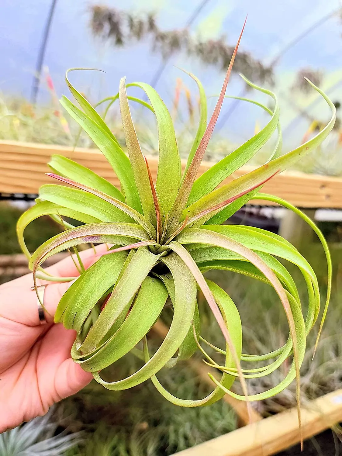 Streptophylla Hybrid Air Plant (Large)