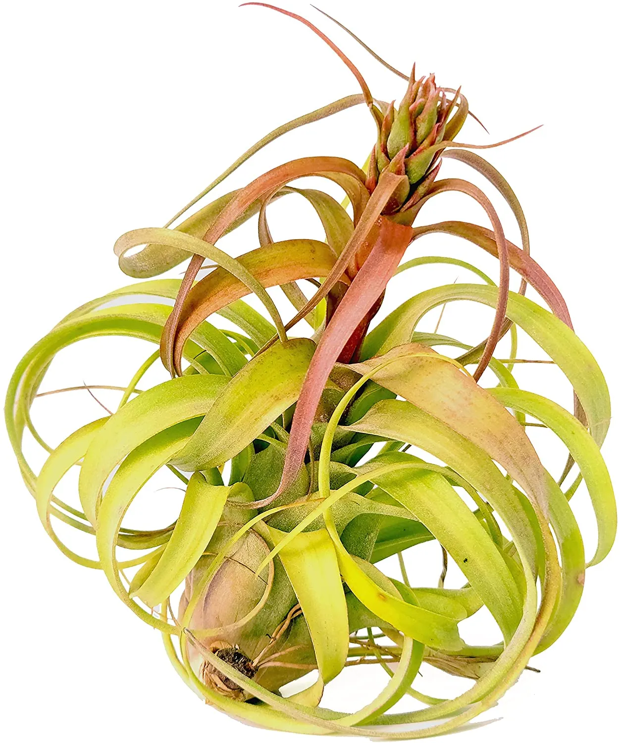 Streptophylla Hybrid Air Plant (Large)