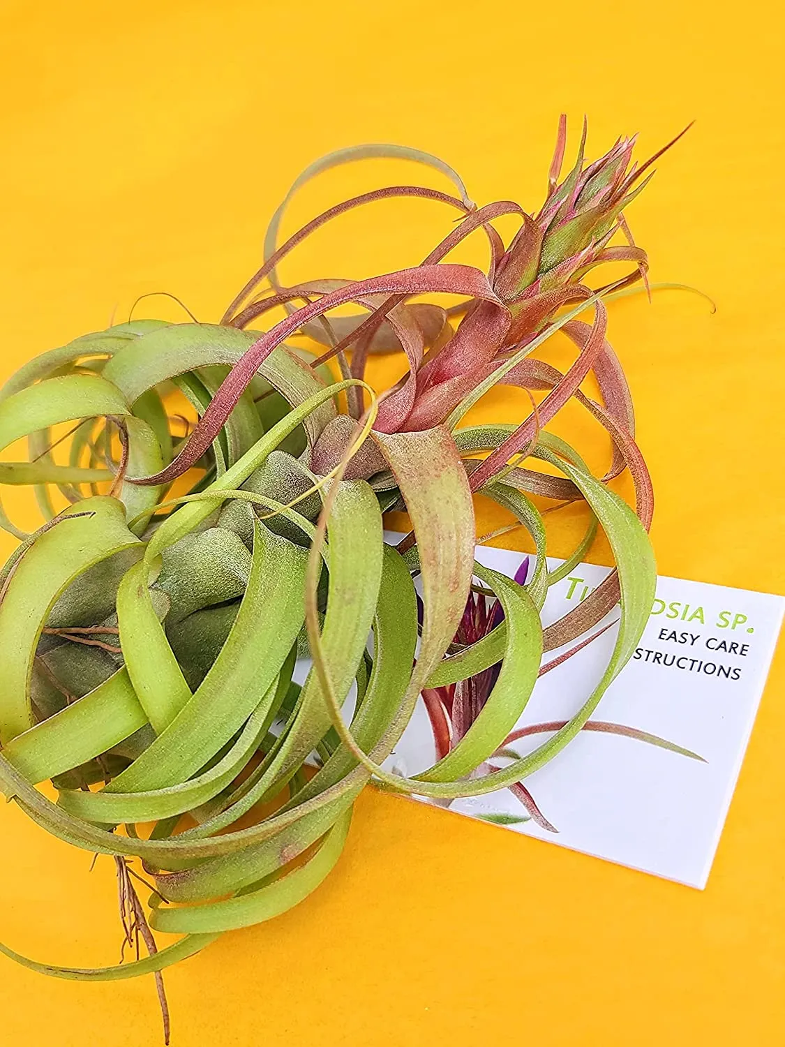 Streptophylla Hybrid Air Plant (Large)