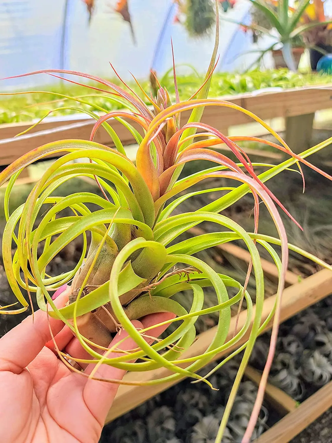 Streptophylla Hybrid Air Plant (Large)