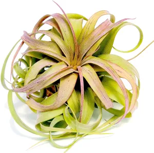 Streptophylla Hybrid Air Plant (Small)