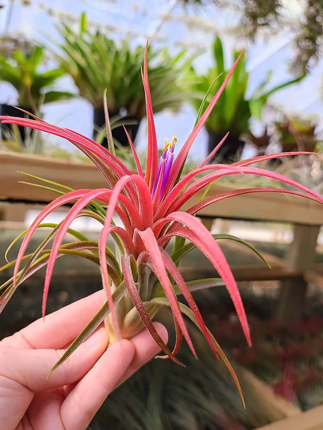 Victoriana Air Plant