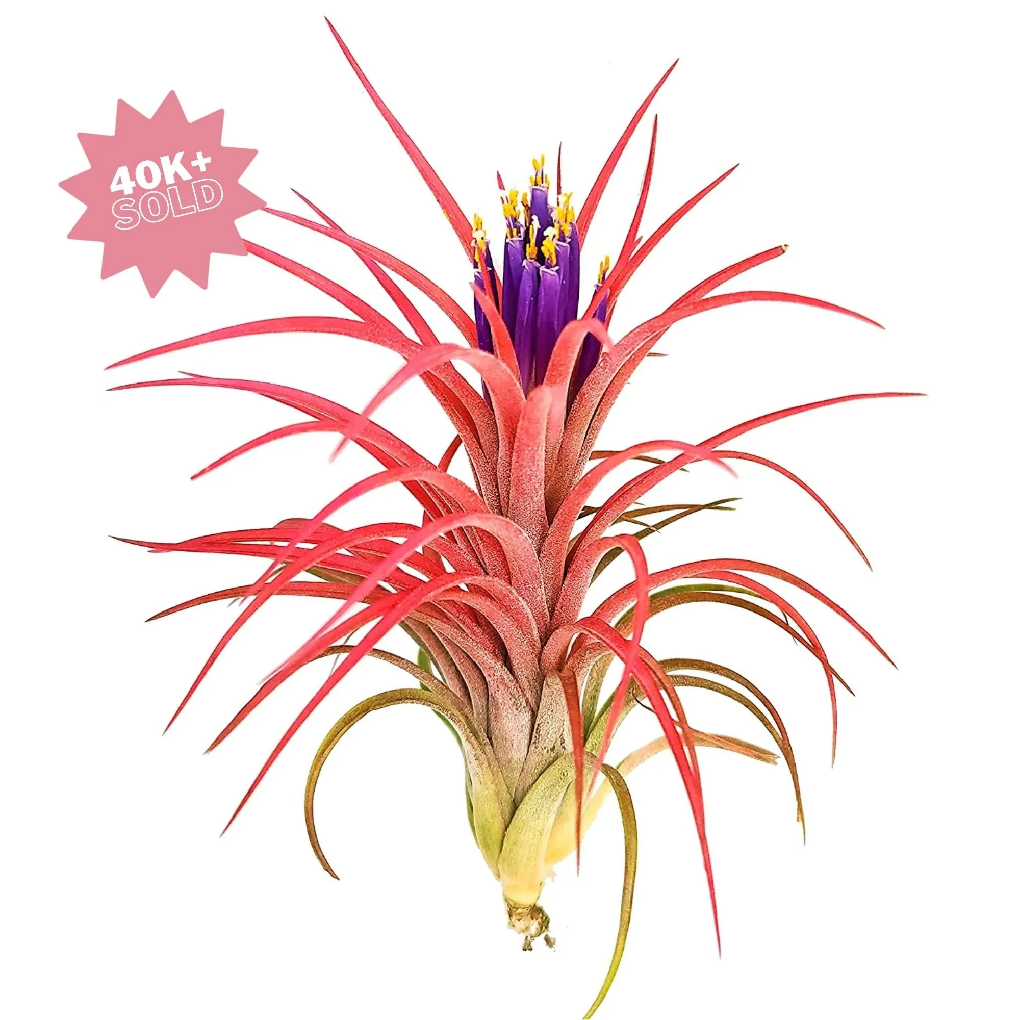 Victoriana Air Plant