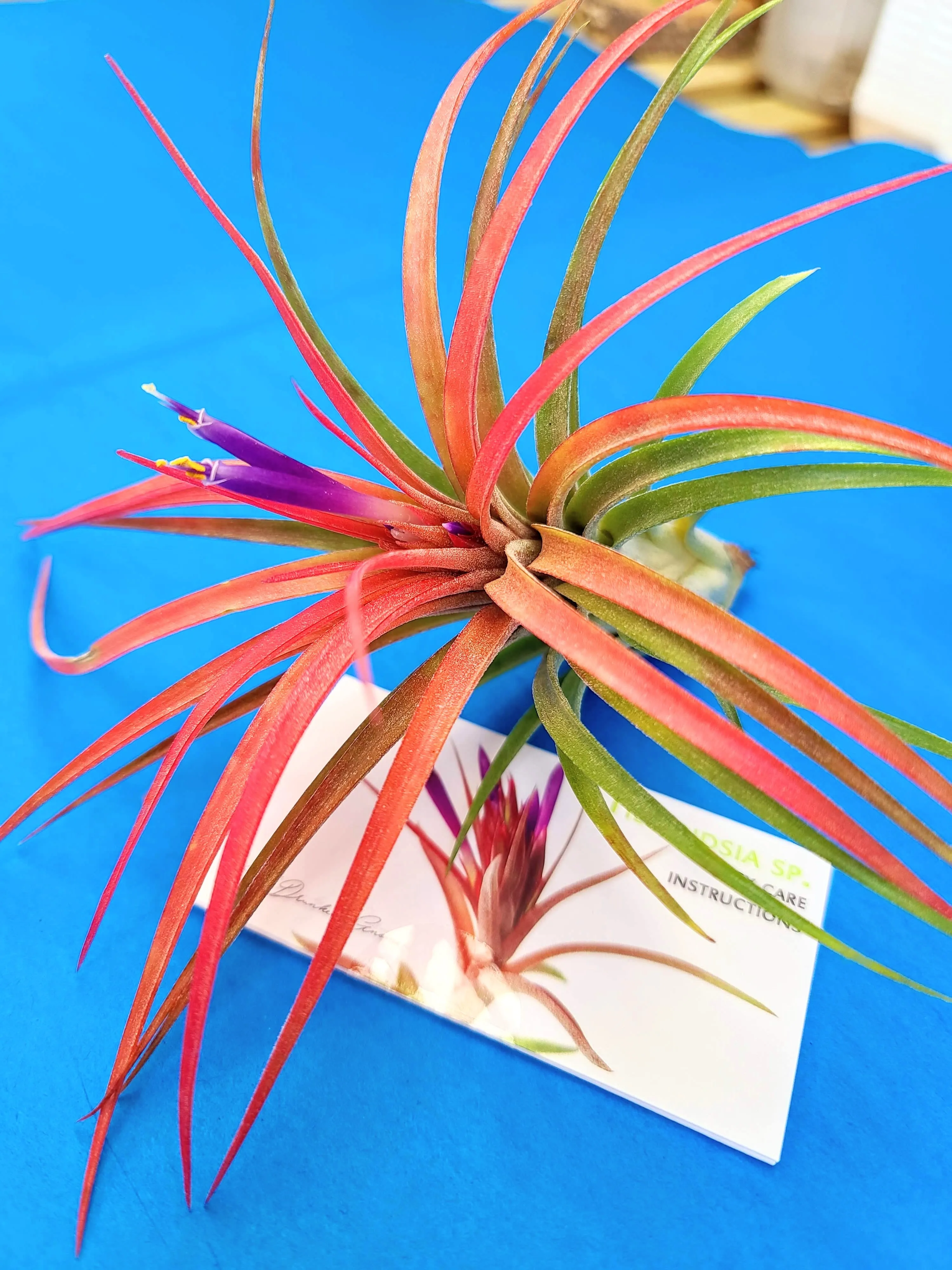 Victoriana Air Plant