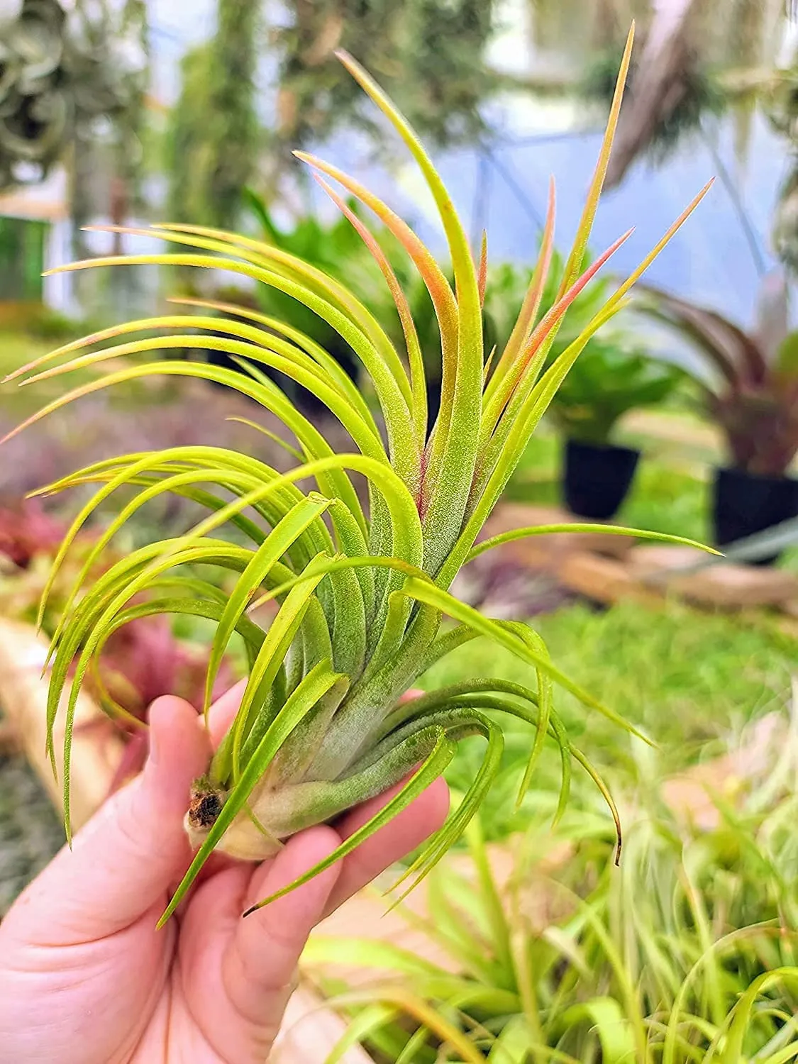 Victoriana Air Plant