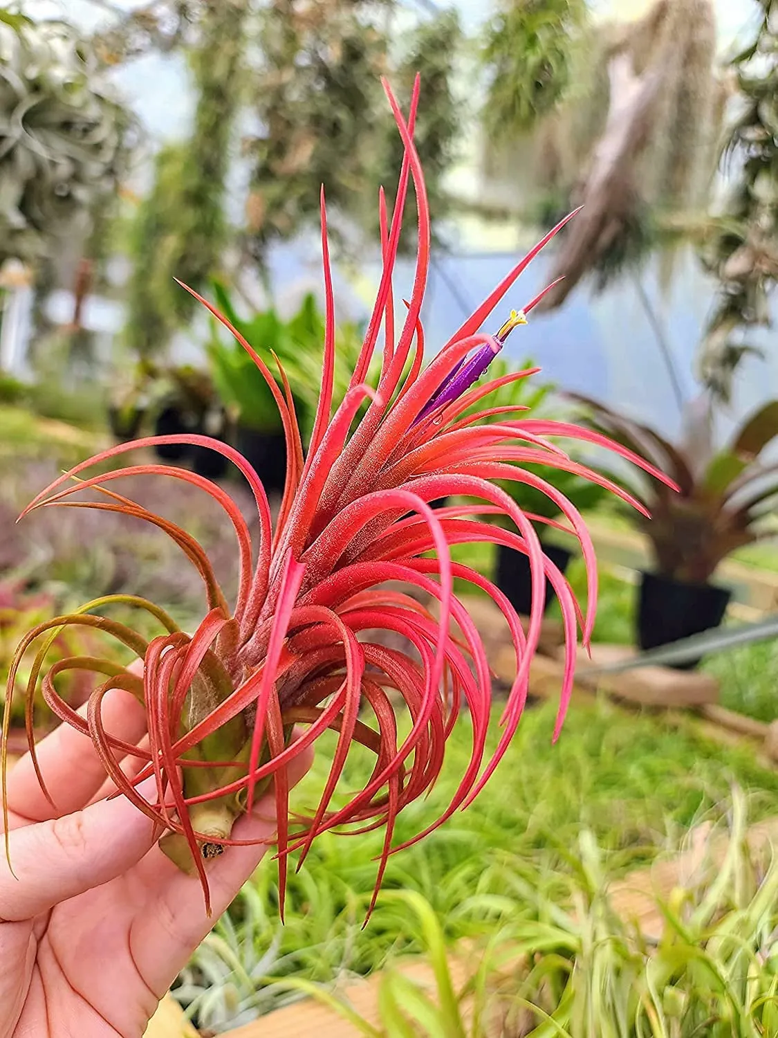 Victoriana Air Plant