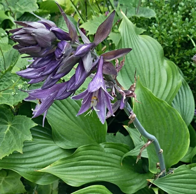 Violetta Hosta