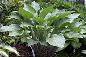 Violetta Hosta